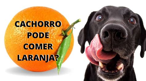 cachorro pode comer laranja
